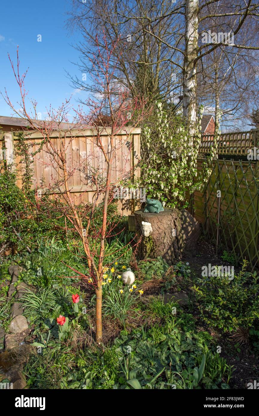 Printemps dans le jardin. Banque D'Images