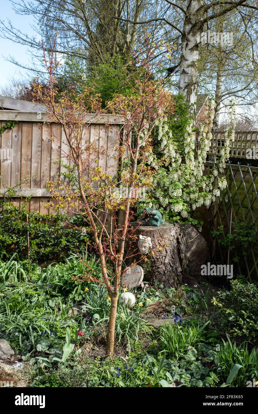 Printemps dans le jardin. Banque D'Images