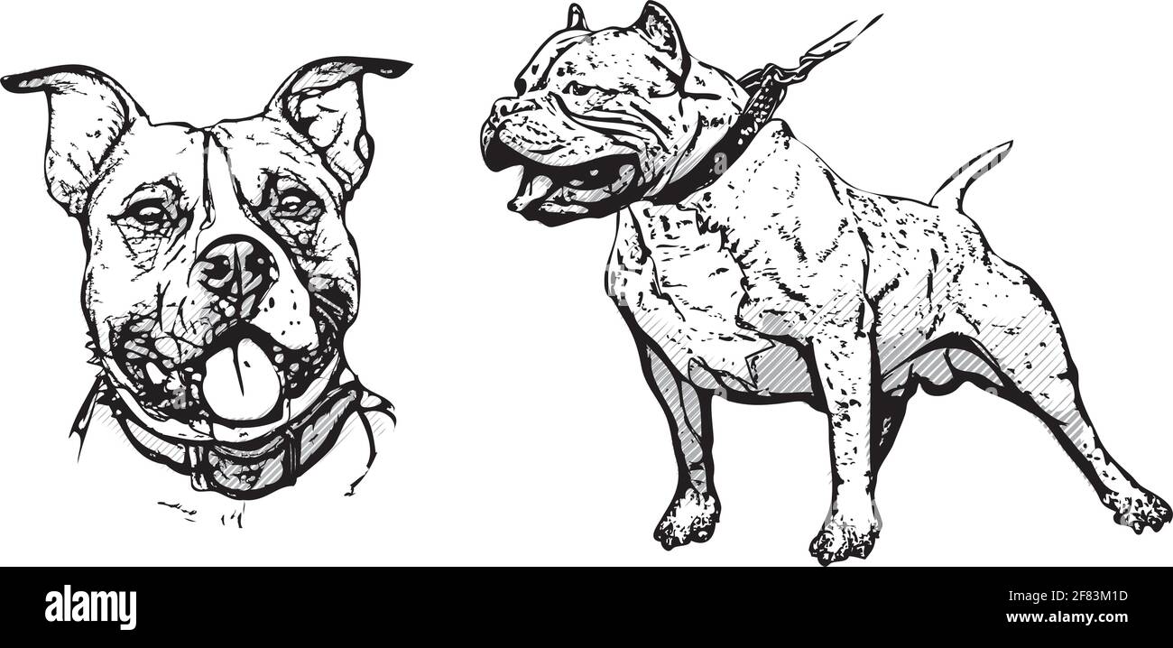 American Pitbull Terrier illustration on white Illustration de Vecteur