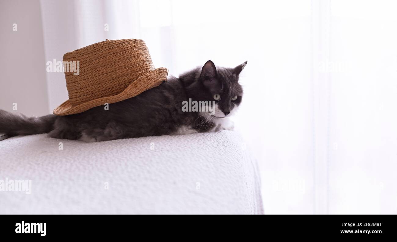 Chat sous le chapeau. Chat moelleux à la maison sur le lit dans un chapeau  de paille. Intérieur lumineux et animaux de compagnie. Bannière Photo Stock  - Alamy