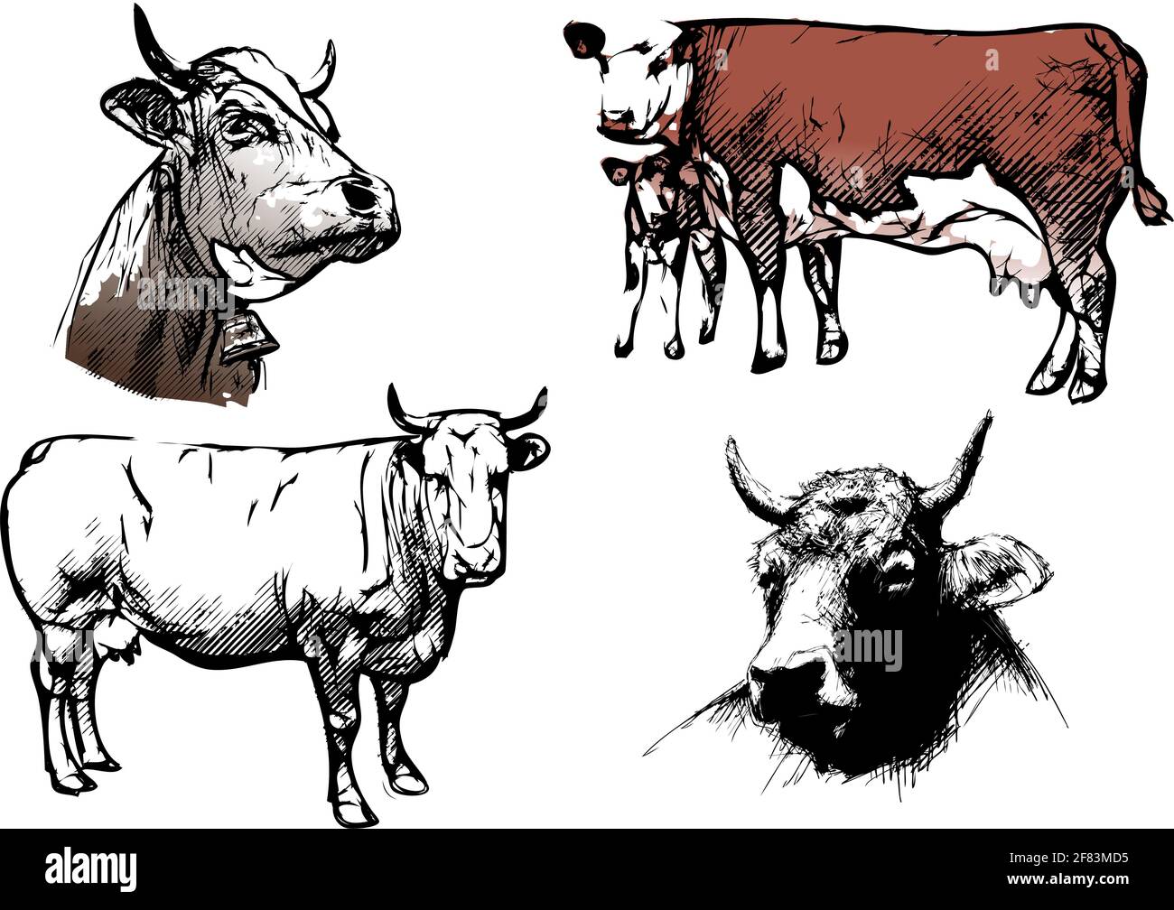 Illustrations vectorielles vache en blanc Illustration de Vecteur