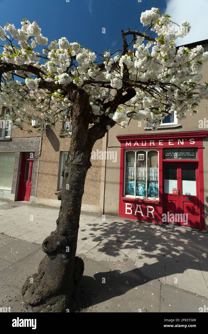 Cerisiers en fleurs dans la ville de Buttevant, dans le nord de Cork Irlande Banque D'Images