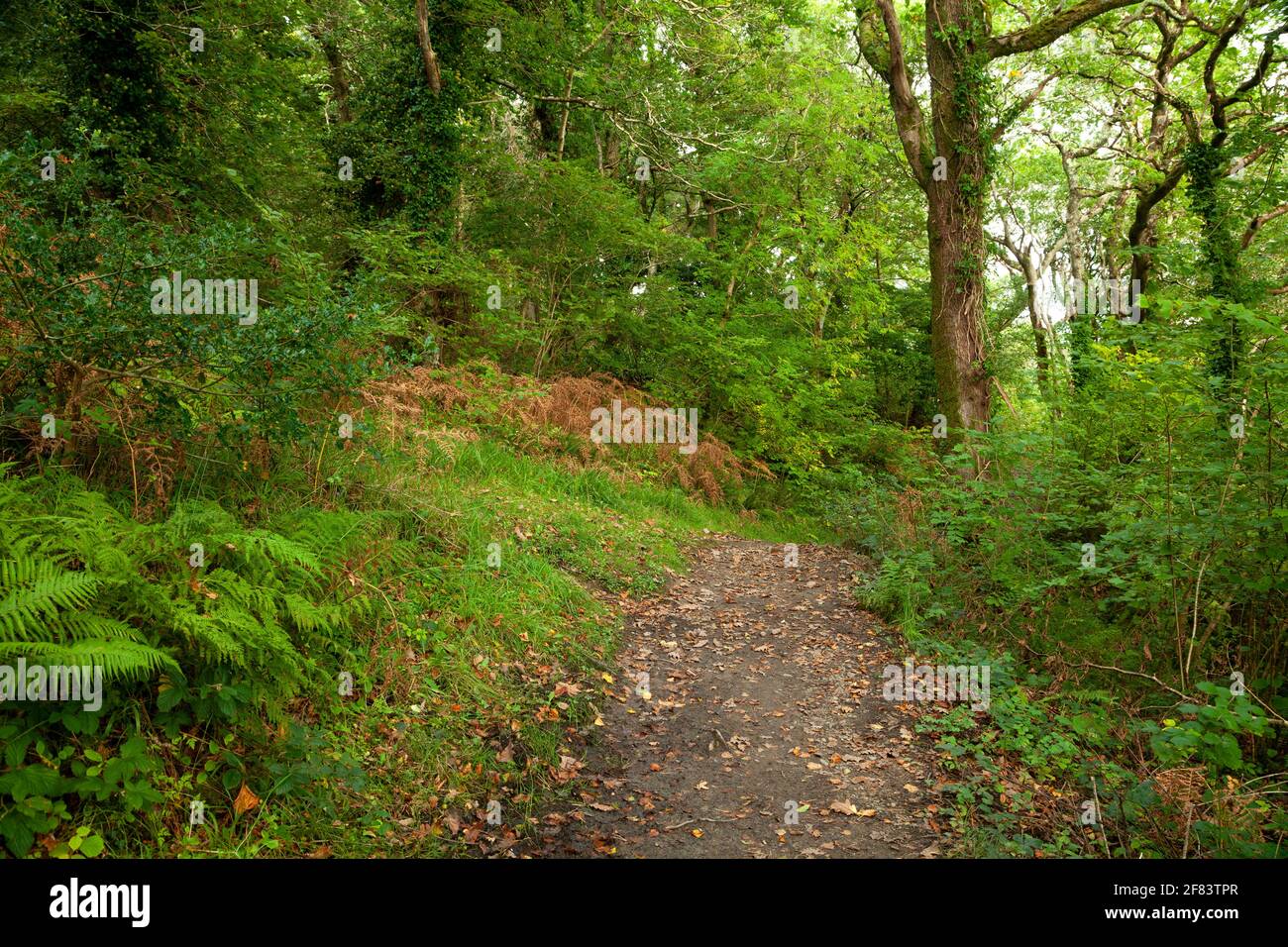 Chemin de forêt dans la réserve naturelle d'Old Head près de Louisburgh on La voie de l'Atlantique sauvage à Mayo en Irlande Banque D'Images