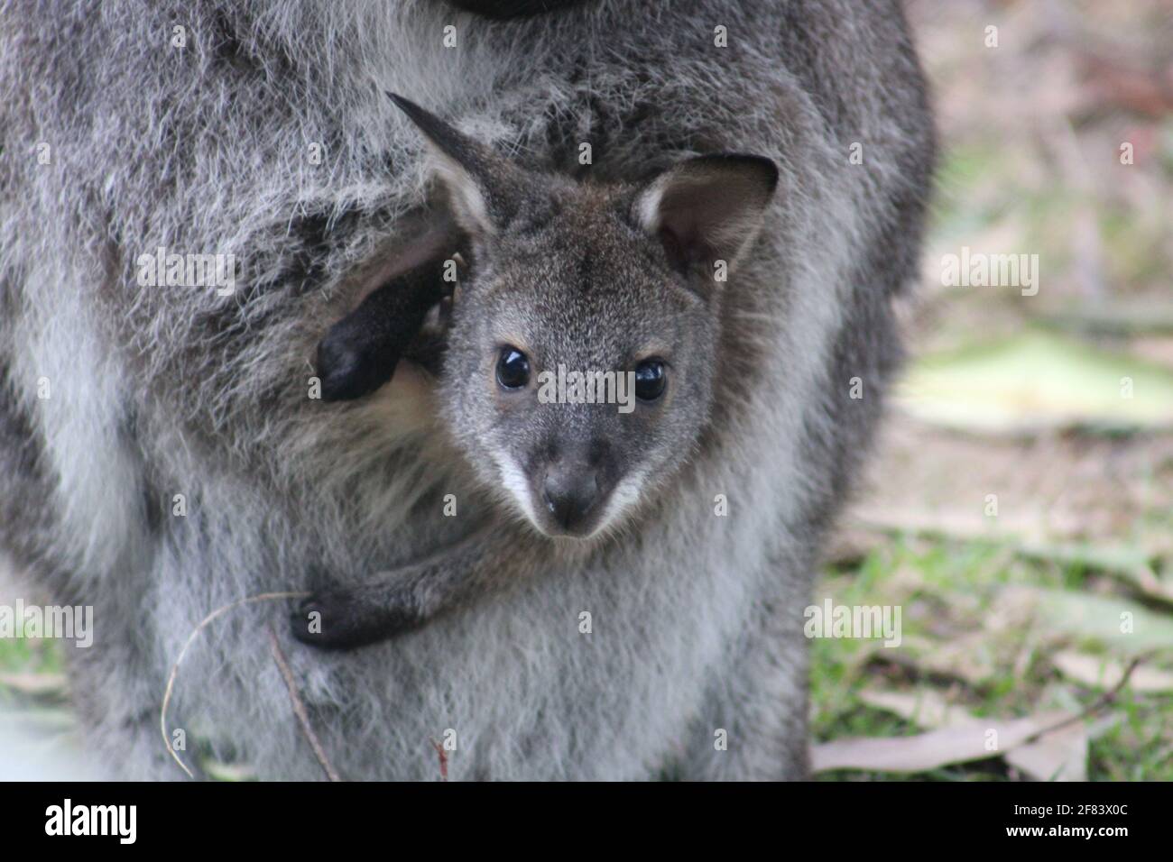Joey Wallaby Banque D'Images