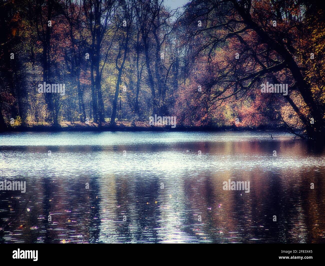 Vue automnale sur le Grand lac dans le parc du château de Nymphenburg, Munich, résidence des rois bavarois Banque D'Images