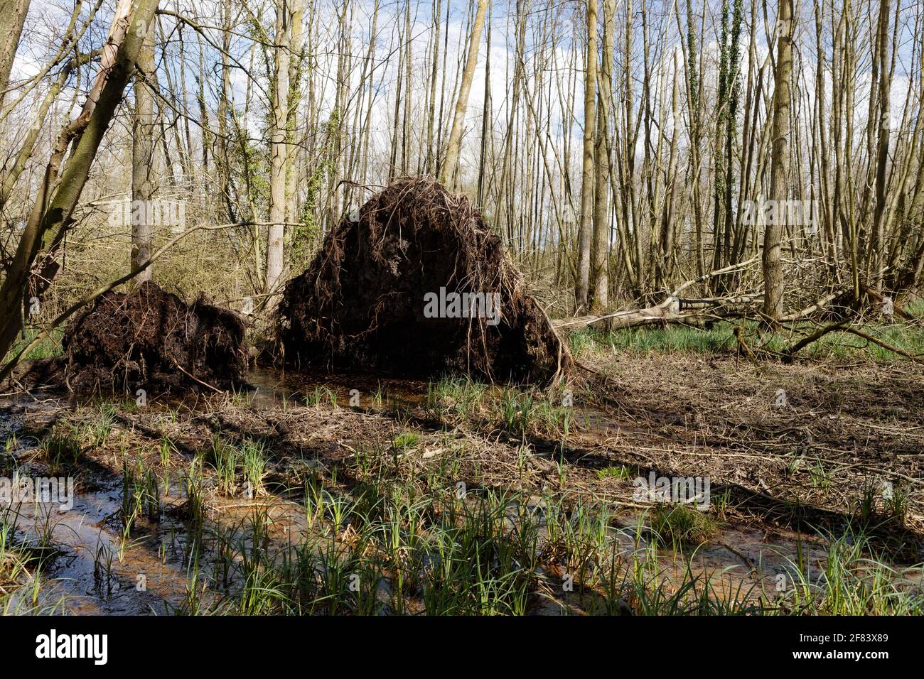 Arbres déchus avec des racines peu profondes dans le sol boggy déracinés par le vent long. Banque D'Images