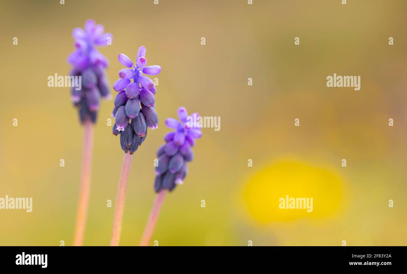 Trois (3) jacinthe commune de raisin ou jacinthe commune de raisin d'amidon (Muscari negectum) Banque D'Images