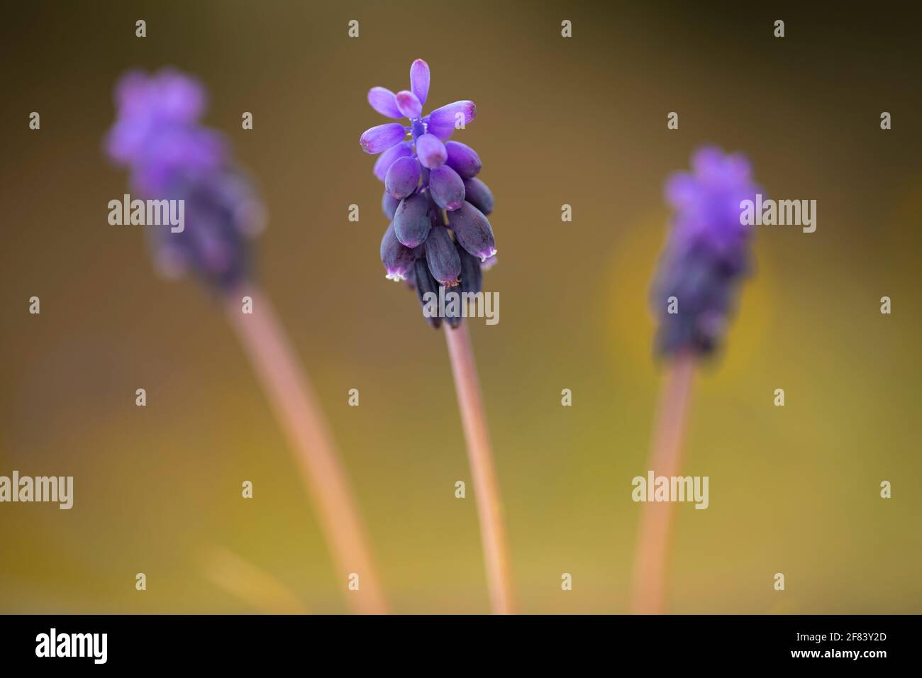 Trois (3) jacinthe commune de raisin ou jacinthe commune de raisin d'amidon (Muscari negectum) Banque D'Images