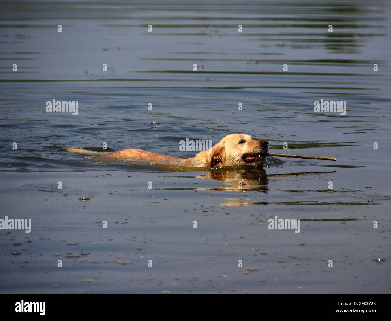 Un chien Labrador Retriever nageant et en récupérant un bâton Banque D'Images