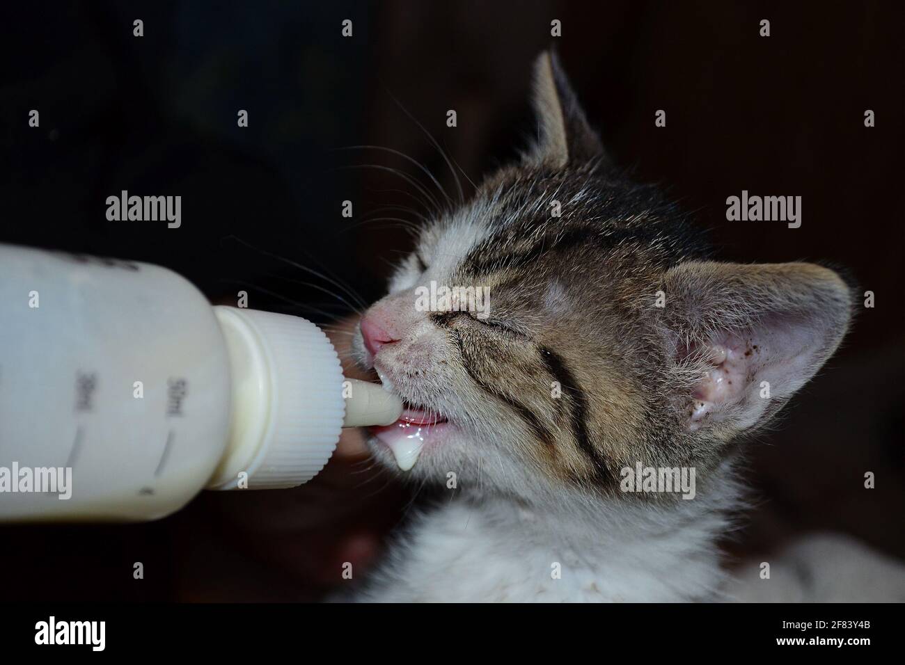 Un Chaton Nourrissant Avec Une Tetine Du Biberon Photo Stock Alamy