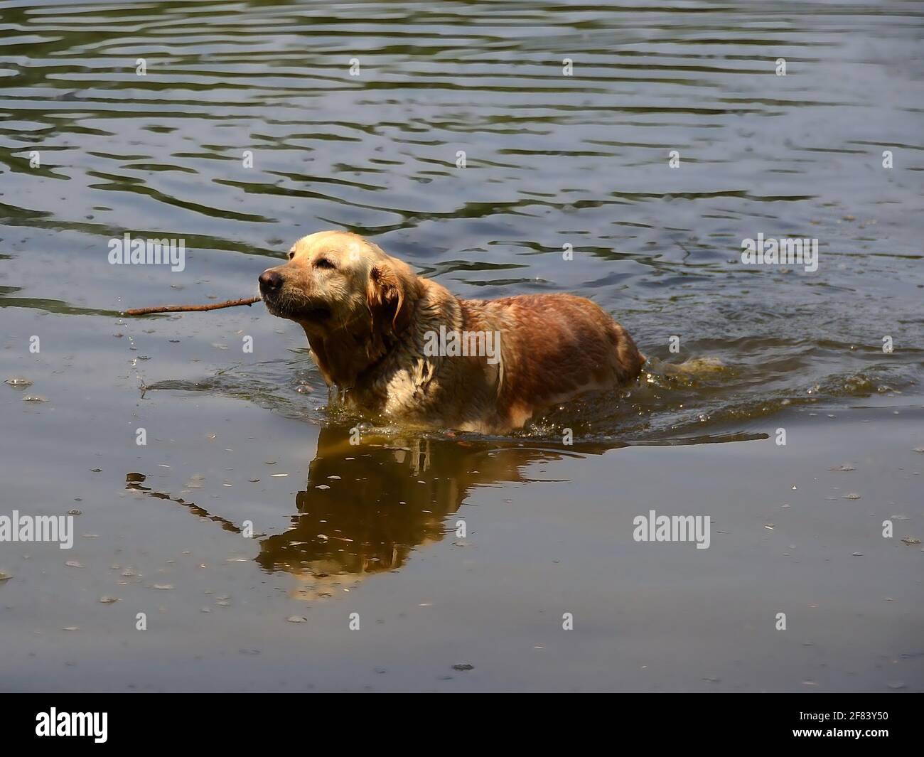Un chien Labrador Retriever nageant pour un bâton et de prendre hors de l'eau Banque D'Images