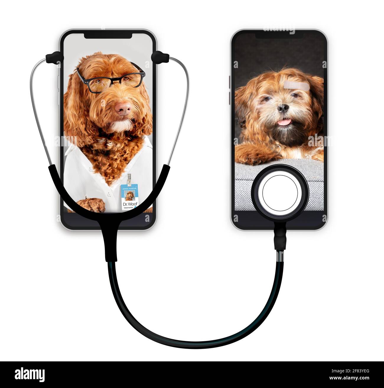 Concept de service d'appel médical, thème animal de compagnie. Téléphones connectés à un stéthoscope. Labradoodle chien médecin et Zuchon chiot dans la vidéo conférence entre pat Banque D'Images