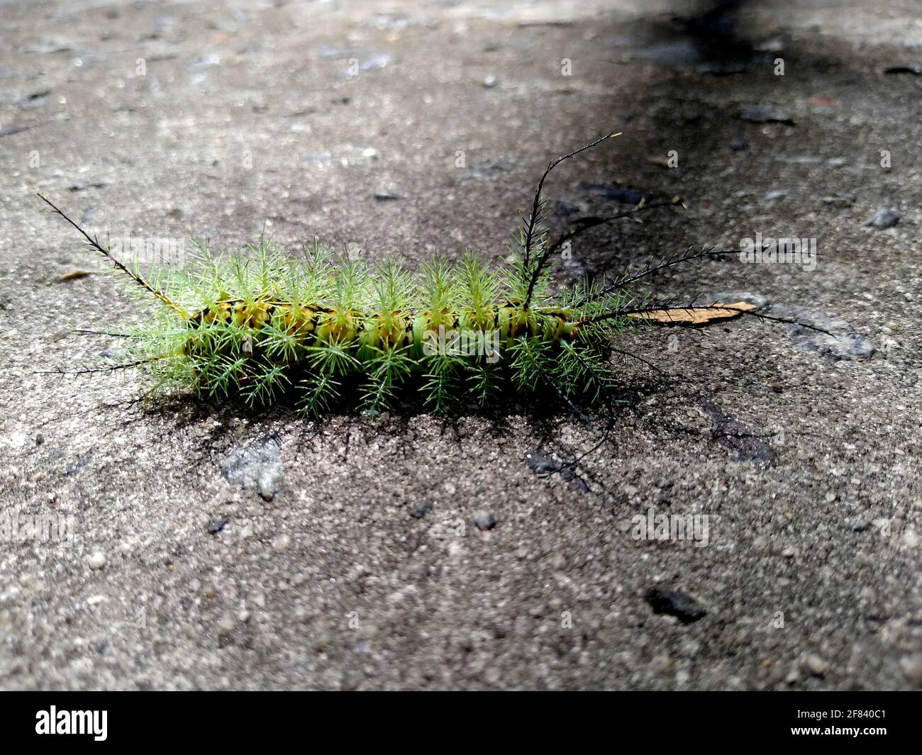 salvador, bahia / brésil - 24 novembre 2020: Un insecte feu caterpillar est vu dans un jardin dans la ville de Salvador. Banque D'Images
