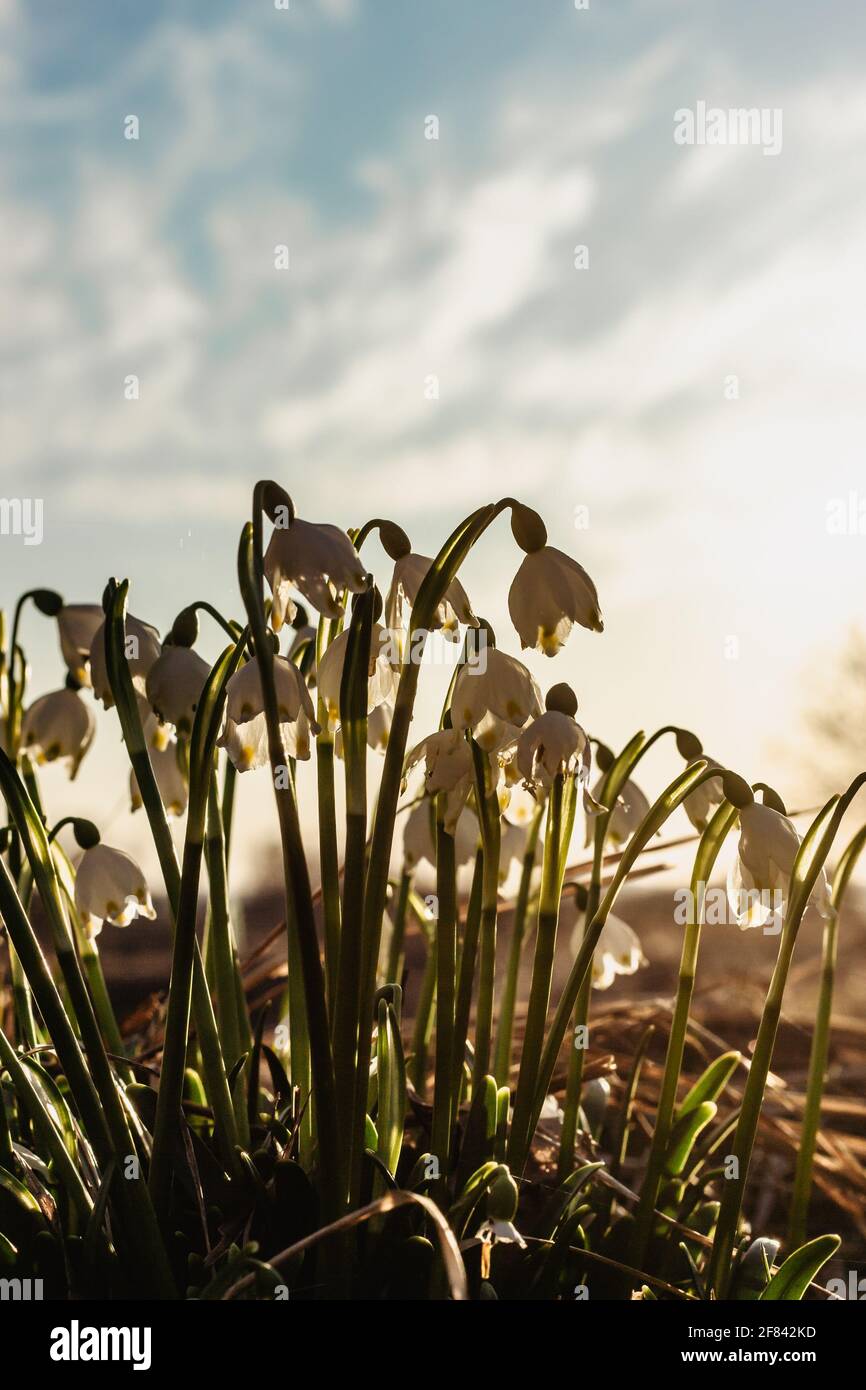 Leucojum vernum appelé flocon de neige de printemps.première fleur blanche de printemps avec des marques vertes et jaunes.belles fleurs en fleurs au coucher du soleil arrière-plan flou. Banque D'Images