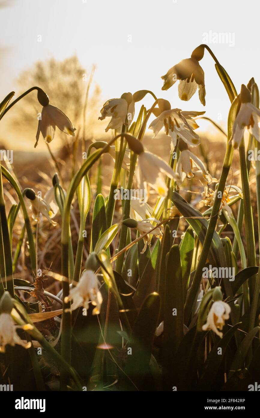 Leucojum vernum appelé flocon de neige de printemps.première fleur blanche de printemps avec des marques vertes et jaunes.belles fleurs en fleurs au coucher du soleil arrière-plan flou. Banque D'Images