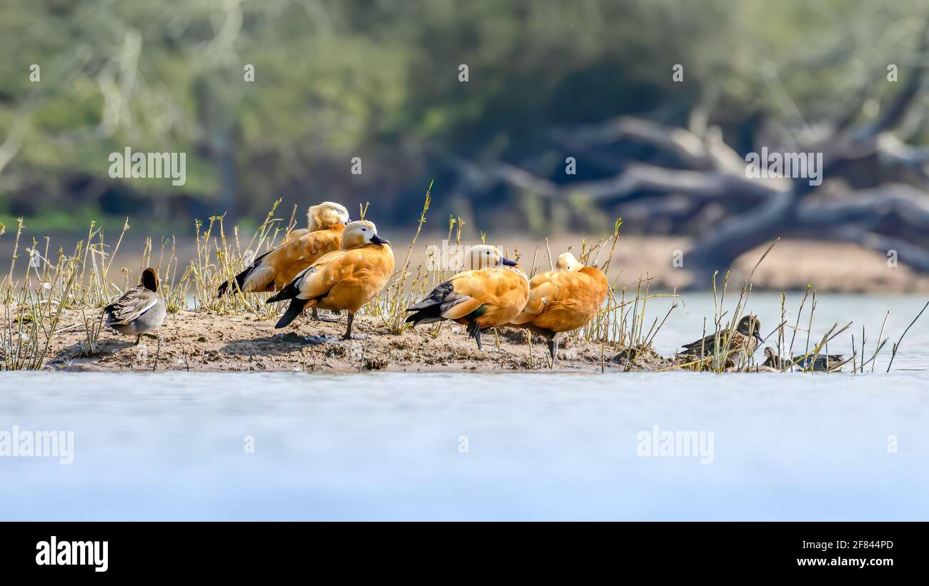 Ruddy Shelduck reposant sur le bord du plan d'eau Banque D'Images