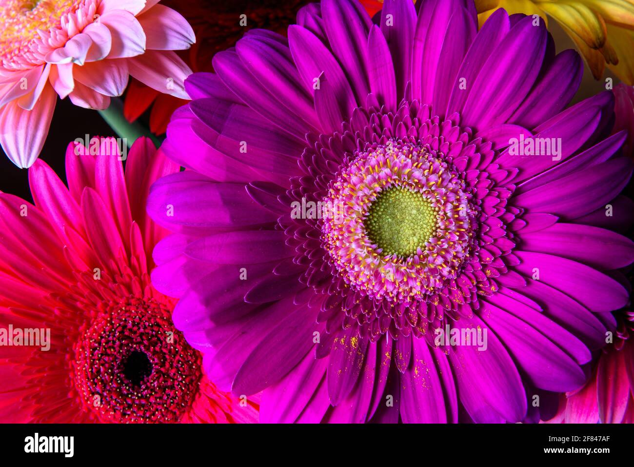 Fleurs de Gerbera, plantes de la nature fraîches en gros plan. Bouquet floral de fleurs pourpres, roses et rouges. Magnifique motif coloré avec pétales de fleur de pâquerette Banque D'Images