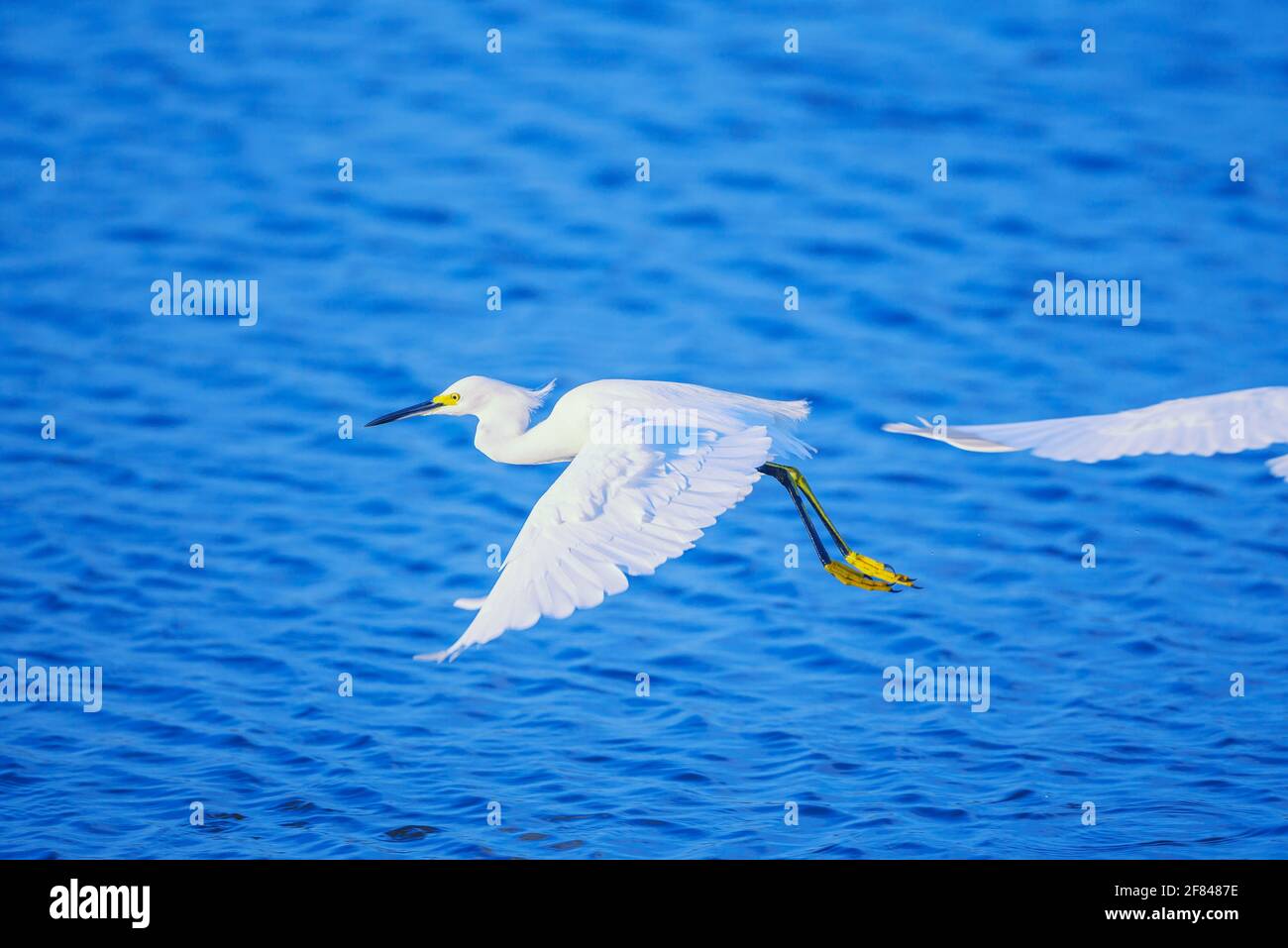 Egret de neige (Egretta thula) en vol, île de Sanibel, J.N. Ding Darling National Wildlife refuge Florida, États-Unis Banque D'Images