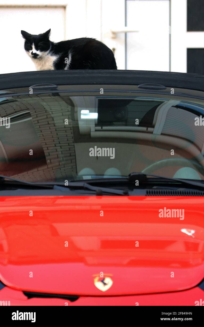 Banja Luka Bosnie Herzegovine 29 Mars 21 Ce Chat A Egalement Apprecie Ce Jour De Printemps Et A Trouve Sa Place Sur Le Toit D Une Voiture Ferrari Coincidenta Photo Stock Alamy