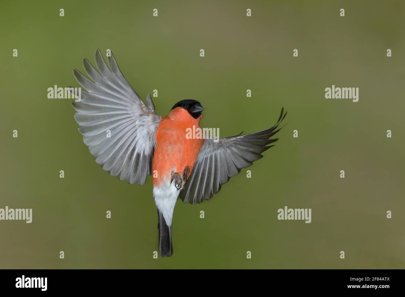 Bullfinch eurasien (Pyrrhula pyrrhula), homme en vol, Rhénanie-du-Nord-Westphalie, Allemagne Banque D'Images