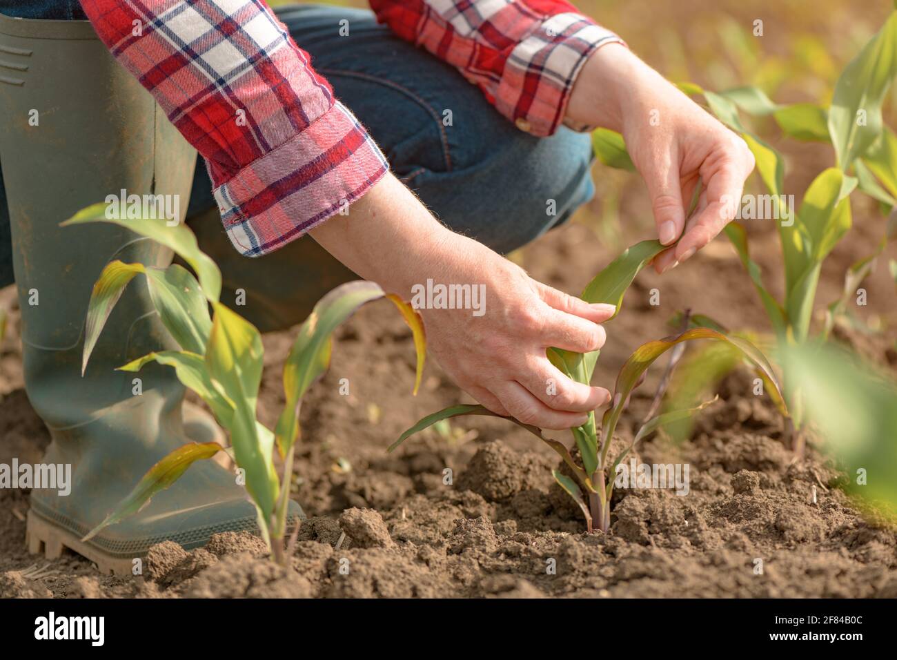 Agronome féminin examinant les jeunes cultures de maïs vert dans le champ, femme paysanne regardant la plantation de maïs, gros plan des mains, attention sélective Banque D'Images
