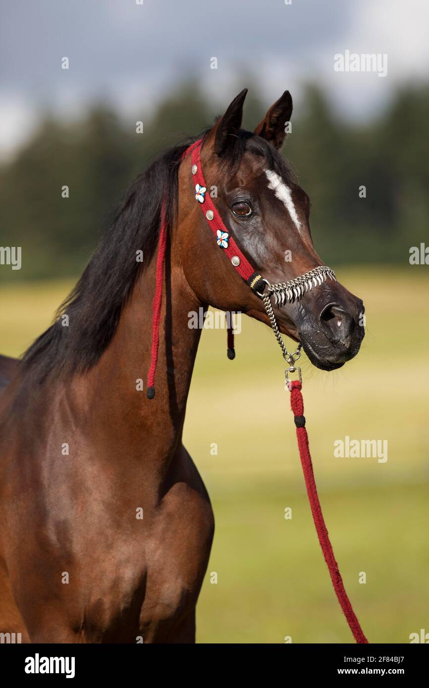 Jument arabe pur-sang avec halter traditionnel en portrait, Rhénanie-Palatinat, Allemagne Banque D'Images
