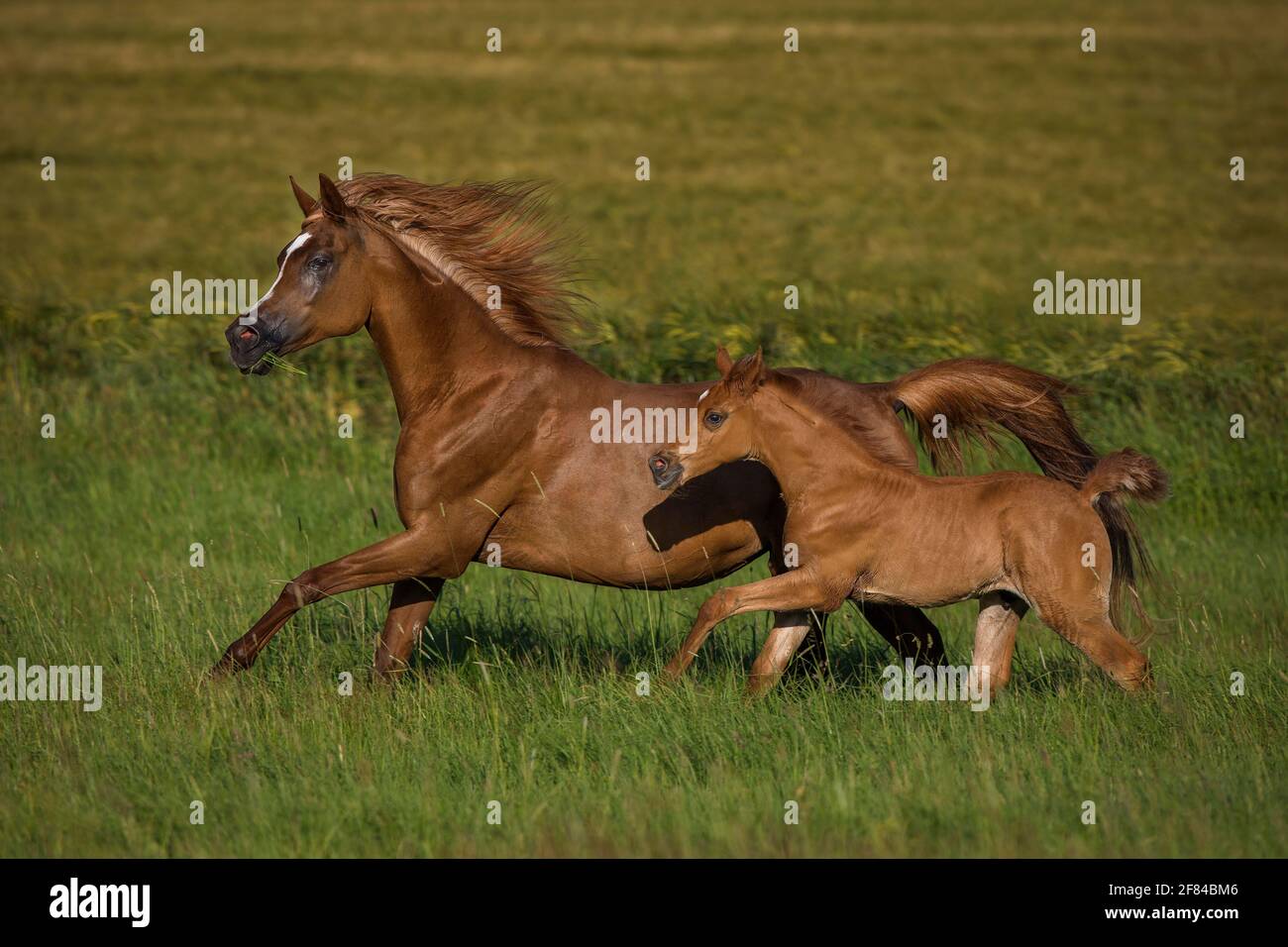 Poulain arabe galopant avec la mère jument au printemps sur la prairie, Rhénanie-Palatinat, Allemagne Banque D'Images