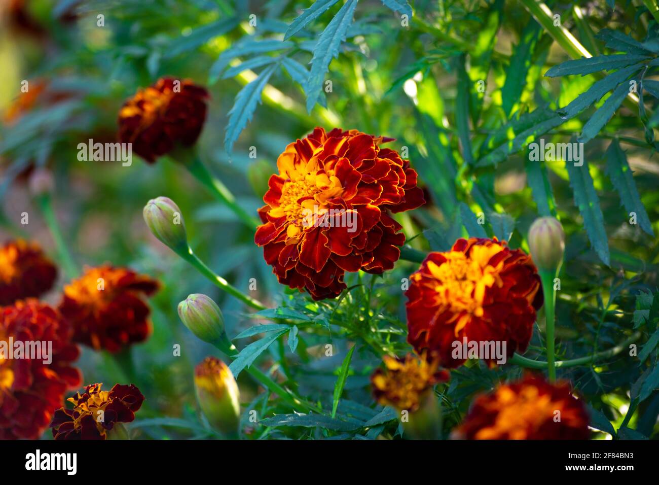 Les fleurs Marigold fleurissent dans le jardin Banque D'Images