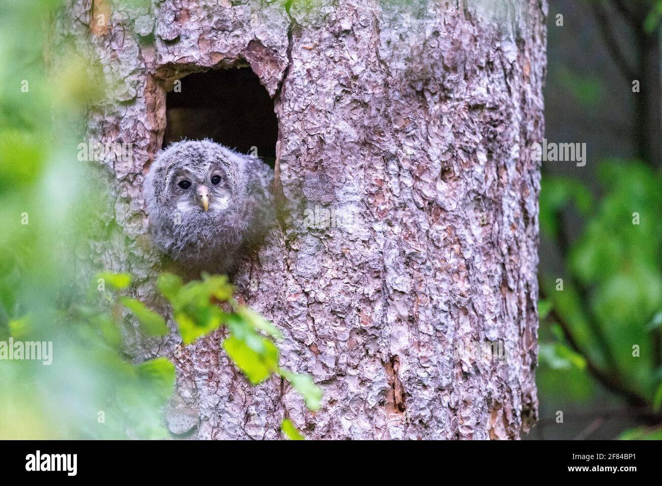 Jeune hibou de faucon (Strix uralensis), en regardant hors du trou de reproduction, Bavarian Forest, Allemagne Banque D'Images