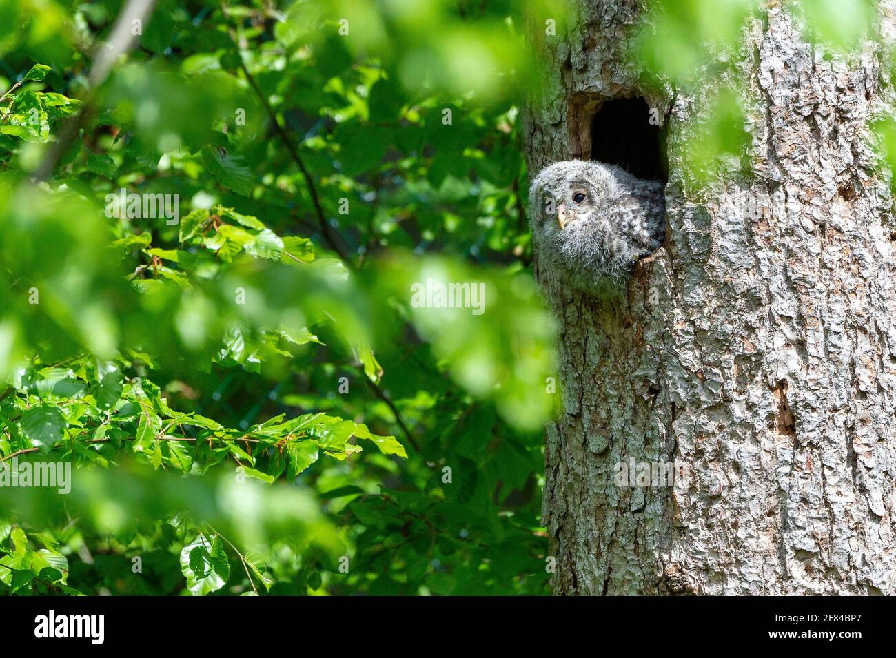 Jeune hibou de faucon (Strix uralensis), en regardant hors du trou de reproduction, Bavarian Forest, Allemagne Banque D'Images