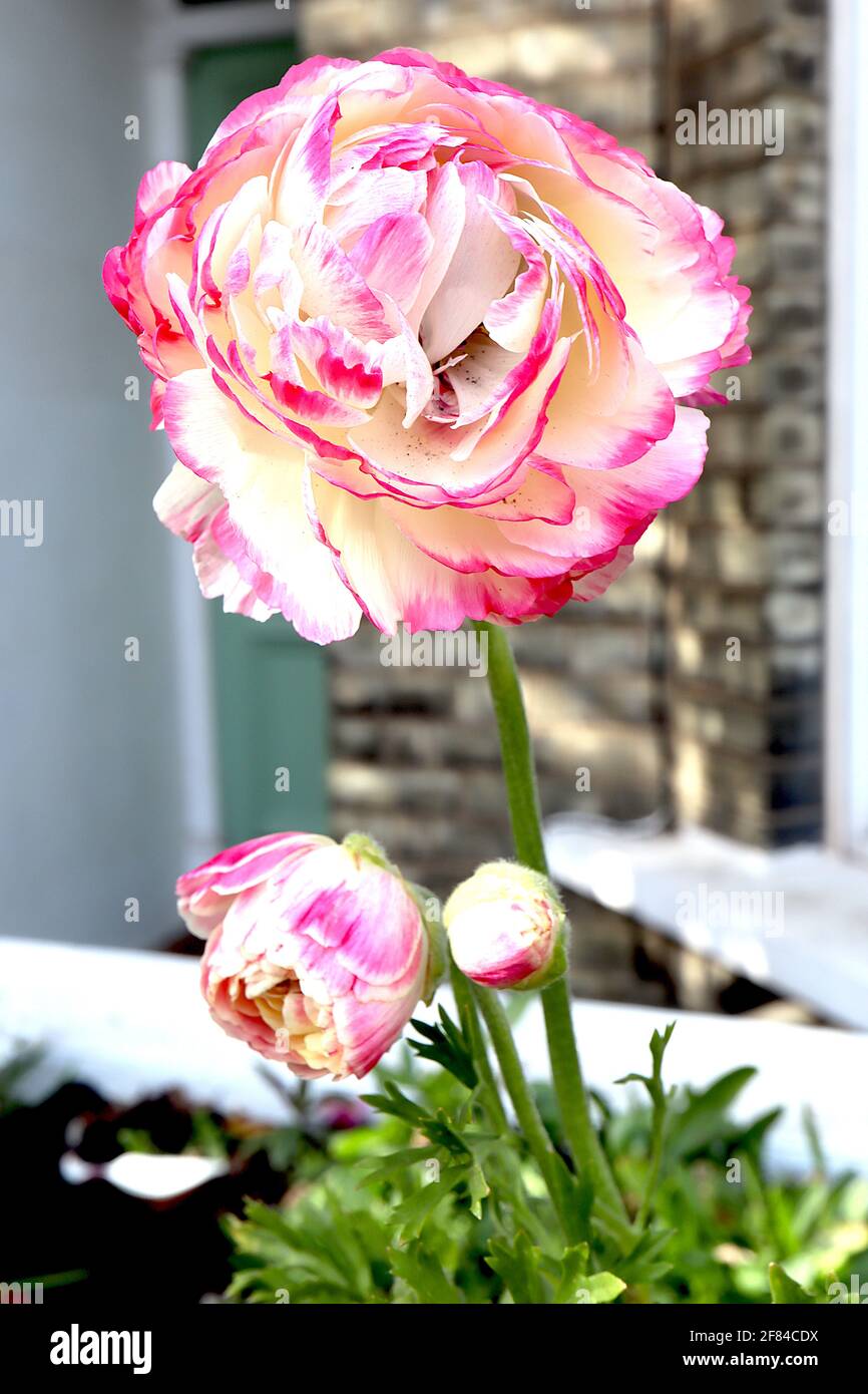 Ranunculus ‘Picotee White Pink’ perse buttercup Picotee White Pink – blanc crème fleurs doubles avec des bords brossés roses, avril, Angleterre, Royaume-Uni Banque D'Images