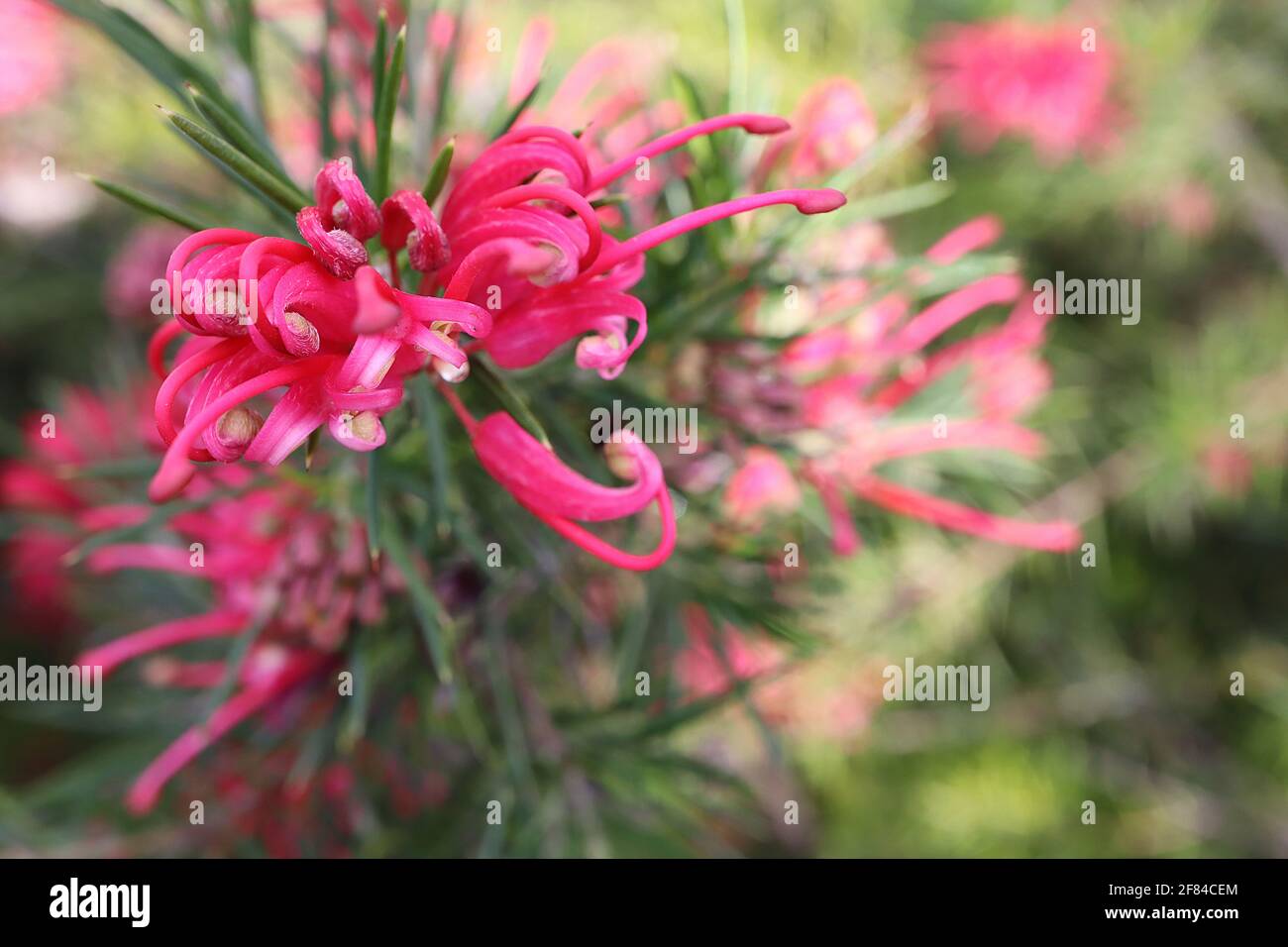 Grevillea rosmarinifolia Rosemary grevillea - fleur d'araignée rose – fleurs roses profondes et spiralées avec des feuilles ressemblant à des aiguilles, avril, Angleterre, Royaume-Uni Banque D'Images Grevillea rosmarinifolia Rosemary grevillea - fleur d'araignée rose – fleurs roses profondes et spiralées avec des feuilles ressemblant à des aiguilles, avril, Angleterre, Royaume-Uni Banque D'Images