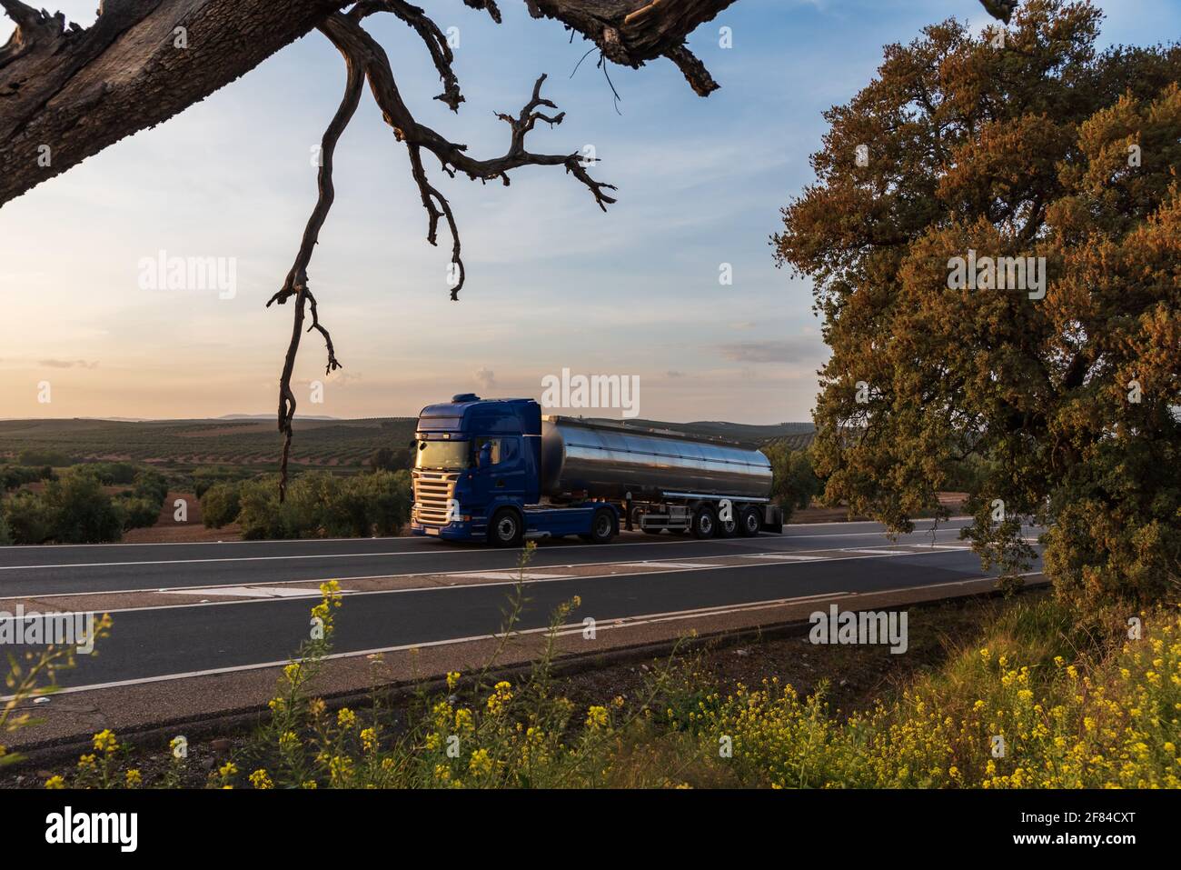 Camion-citerne pour le transport de liquides alimentaires circulant sur la route avec un champ d'oliviers en arrière-plan. Banque D'Images