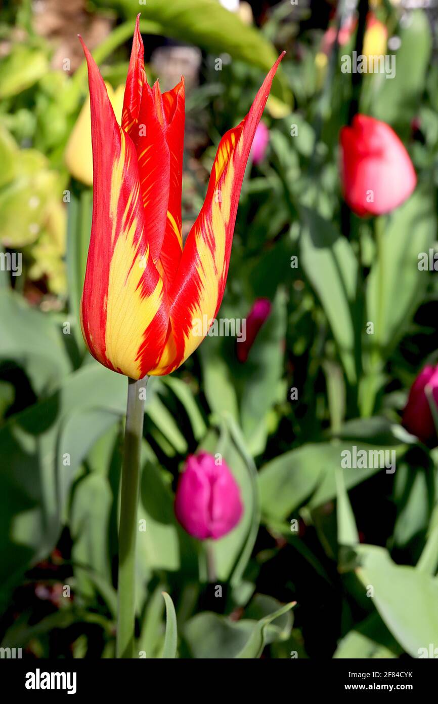 Tulipa ‘Dyanito’ Lily Floraison 6 Dyanito tulipe brisée – fleurs jaunes avec de grandes flammes rouges, avril, Angleterre, Royaume-Uni Banque D'Images