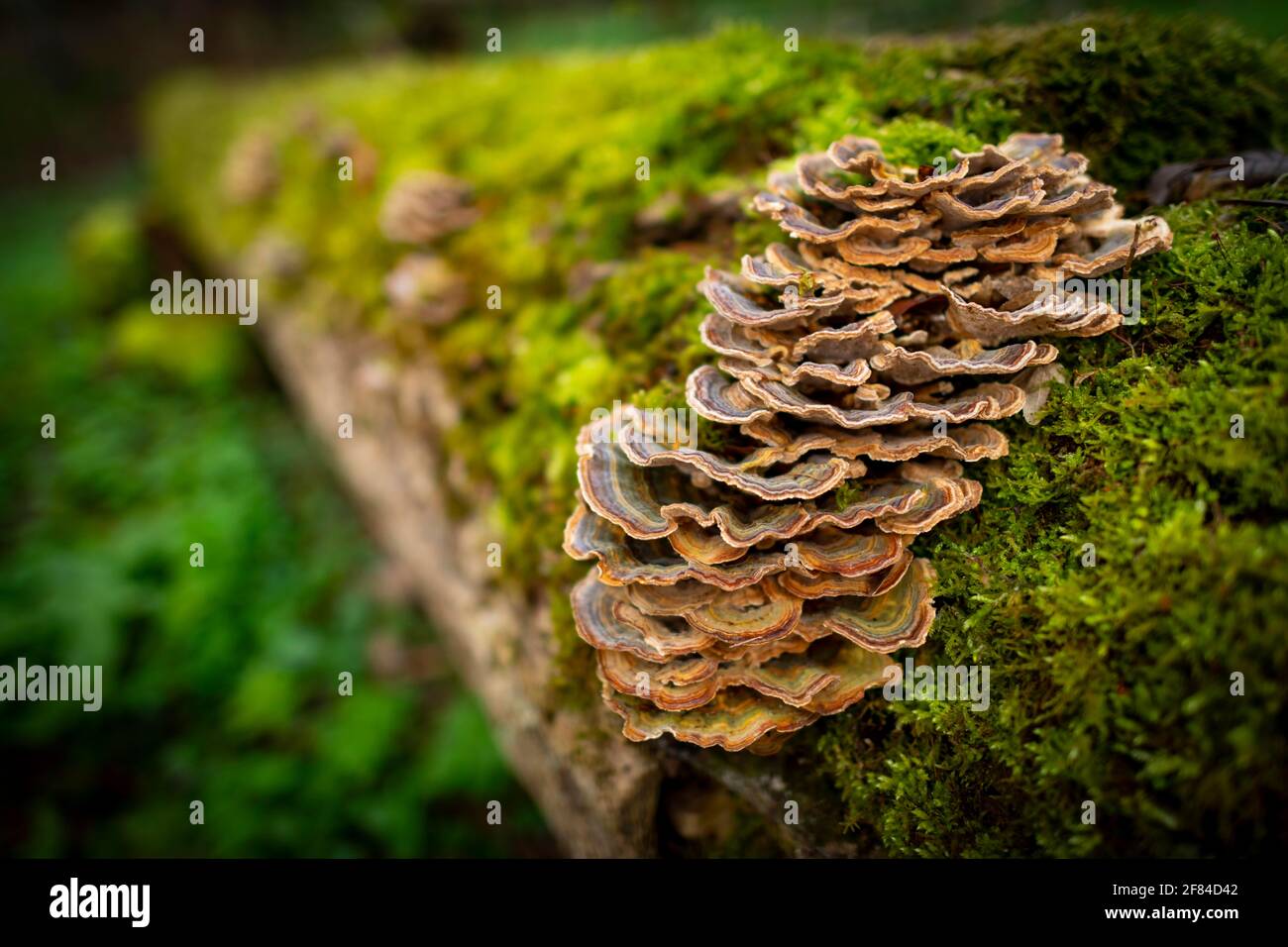 Champignon arbre sur arbre mort Banque de photographies et d'images à haute  résolution - Alamy