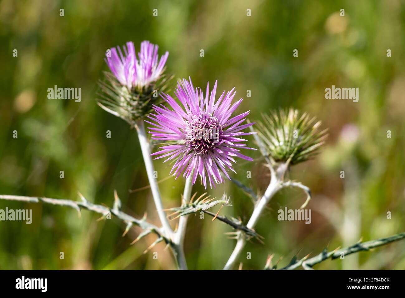 Le chardon-Marie violet, Galactites elegans ou Galactites tomentosa, également connu sous le nom de Cardota, est une plante de la famille des Asteraceae d'origine méditerranéenne Banque D'Images