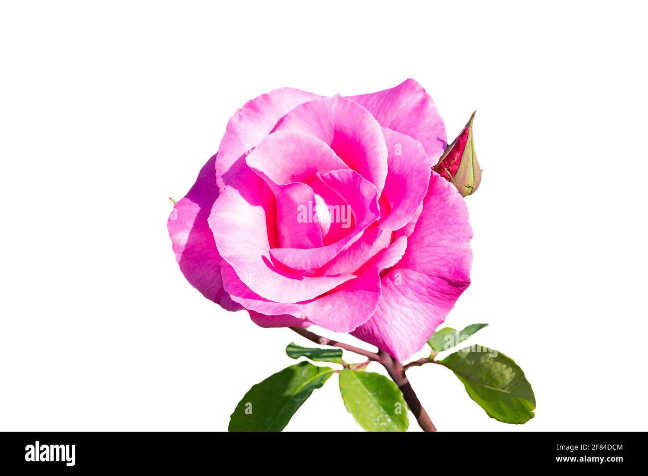 Rose rose. Le genre Rosa est composé d'un groupe bien connu d'arbustes généralement épineux et fleuris, les principaux représentants de la famille des Rosacées Banque D'Images