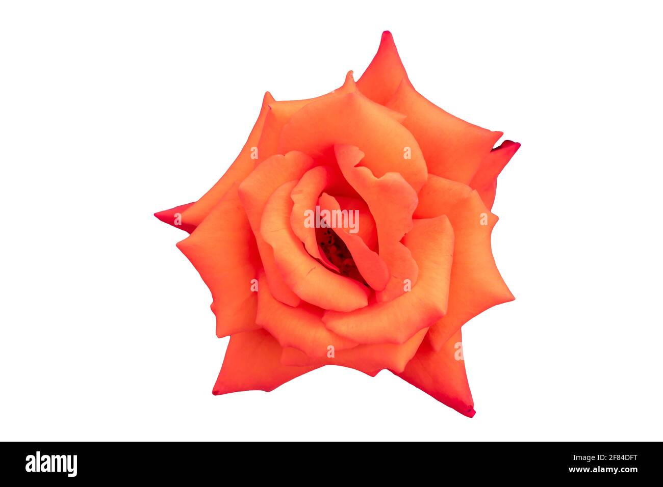 Rose orange. Le genre Rosa isolé sur fond blanc Banque D'Images