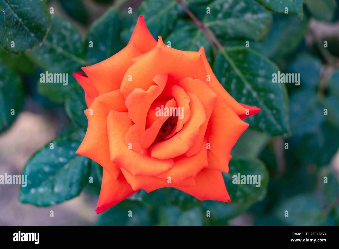 Rose orange. Le genre Rosa est composé d'un groupe bien connu d'arbustes généralement épineux et fleuris, les principaux représentants de la famille des Rosacées.T. Banque D'Images