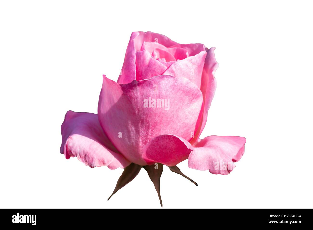Rose rose, genre Rosa isolé sur fond blanc Banque D'Images