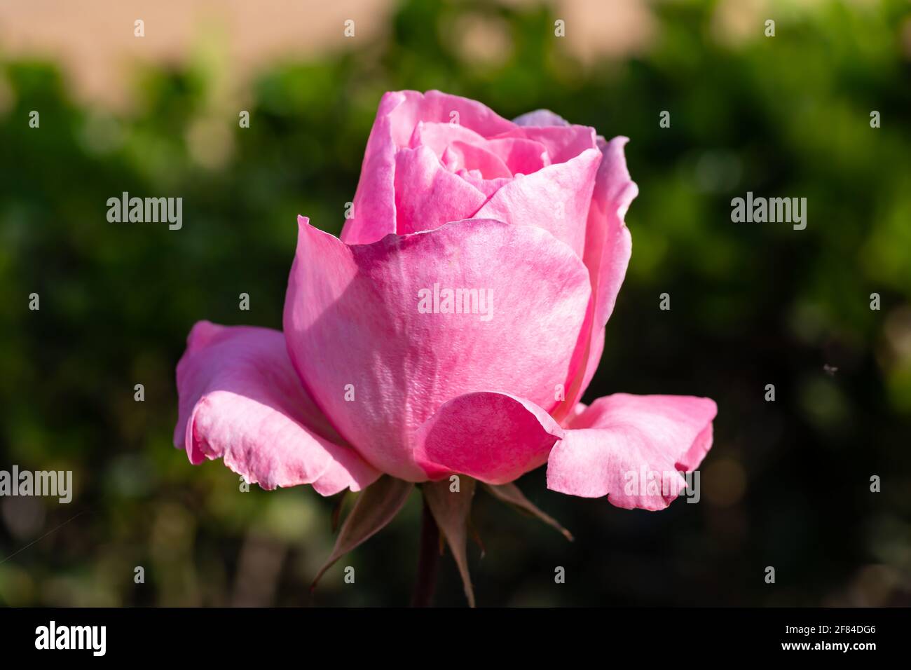 Rose rose. Le genre Rosa est composé d'un groupe bien connu d'arbustes généralement épineux et fleuris, les principaux représentants de la famille des Rosacées Banque D'Images