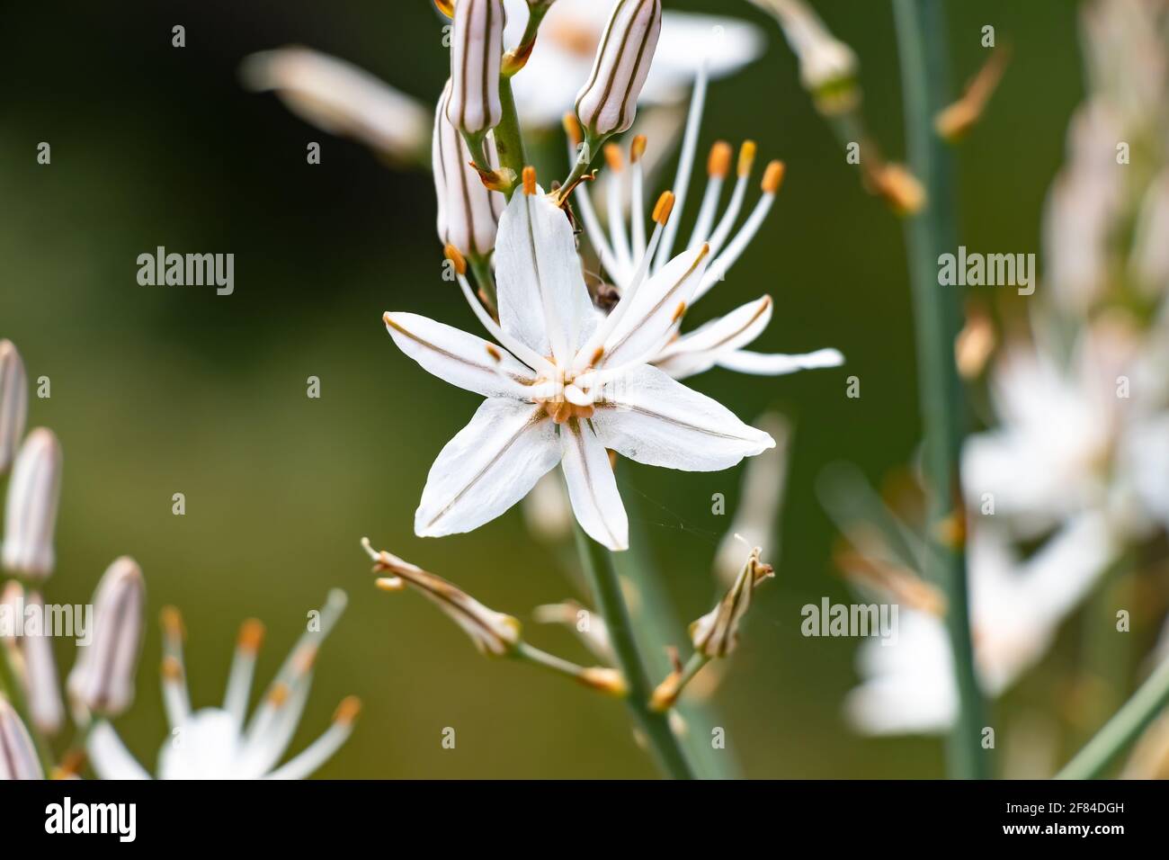 Asphodelus L., SP. Est un genre de plantes à fleurs essentiellement vivaces de la famille des asphodelaceae. Le genre était auparavant inclus dans le nénuphar f Banque D'Images