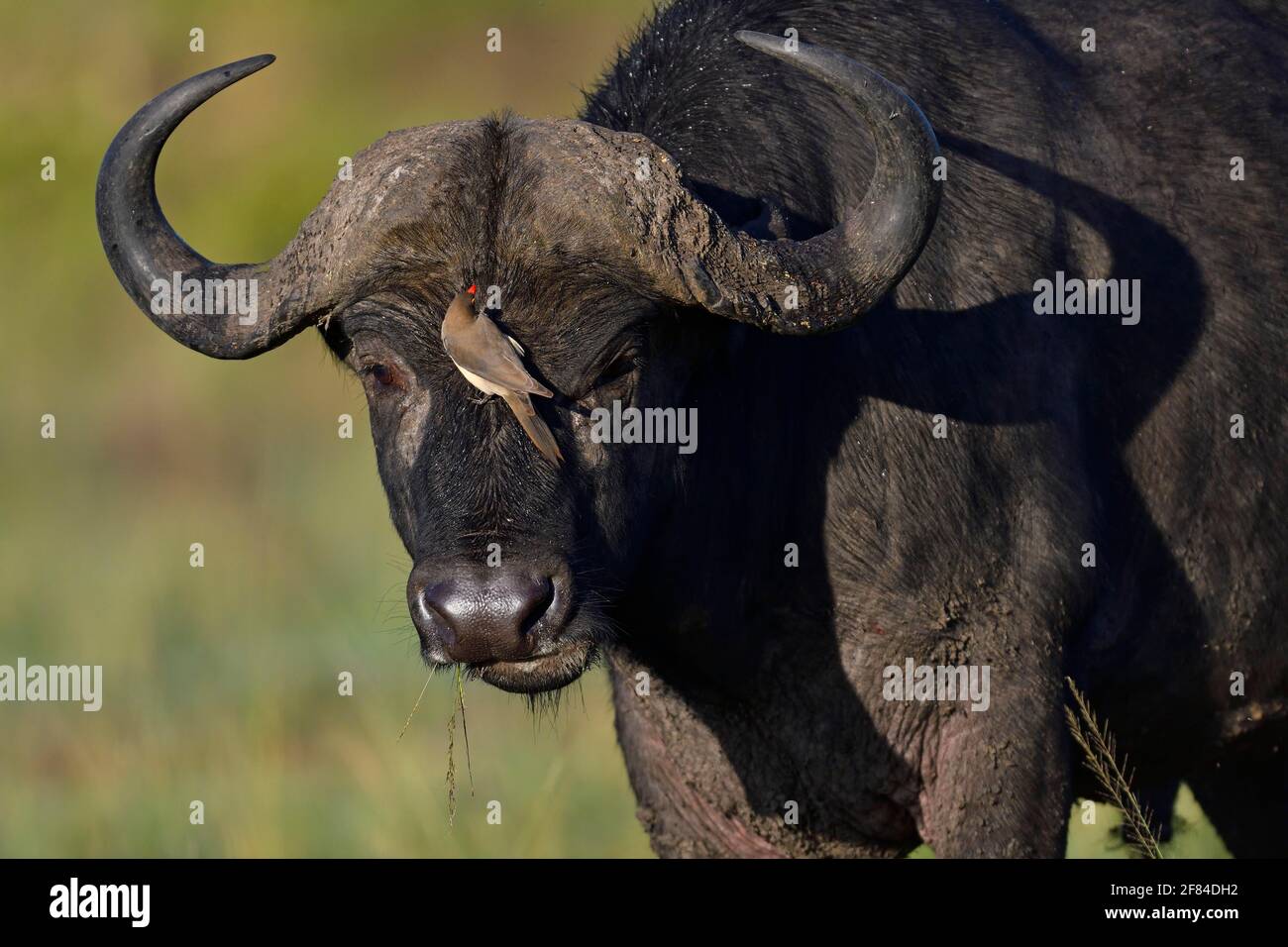 Buffle du Cap (Syncerus caffer) avec boeufs à bec rouge, réserve de gibier de Maasai Mara, Kenya Banque D'Images