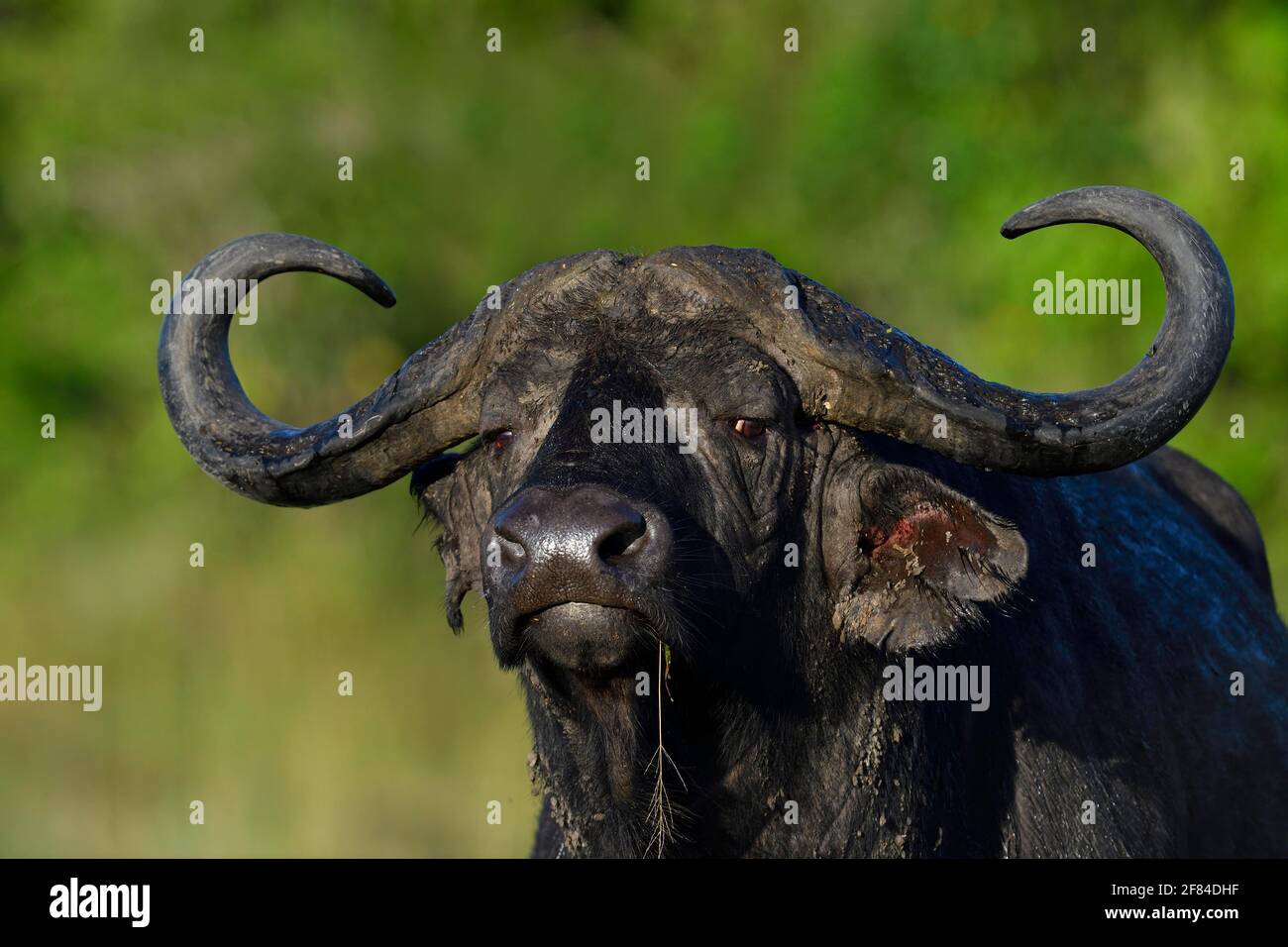 Cape Buffalo (Syncerus caffer), réserve de gibier de Maasai Mara, Kenya Banque D'Images