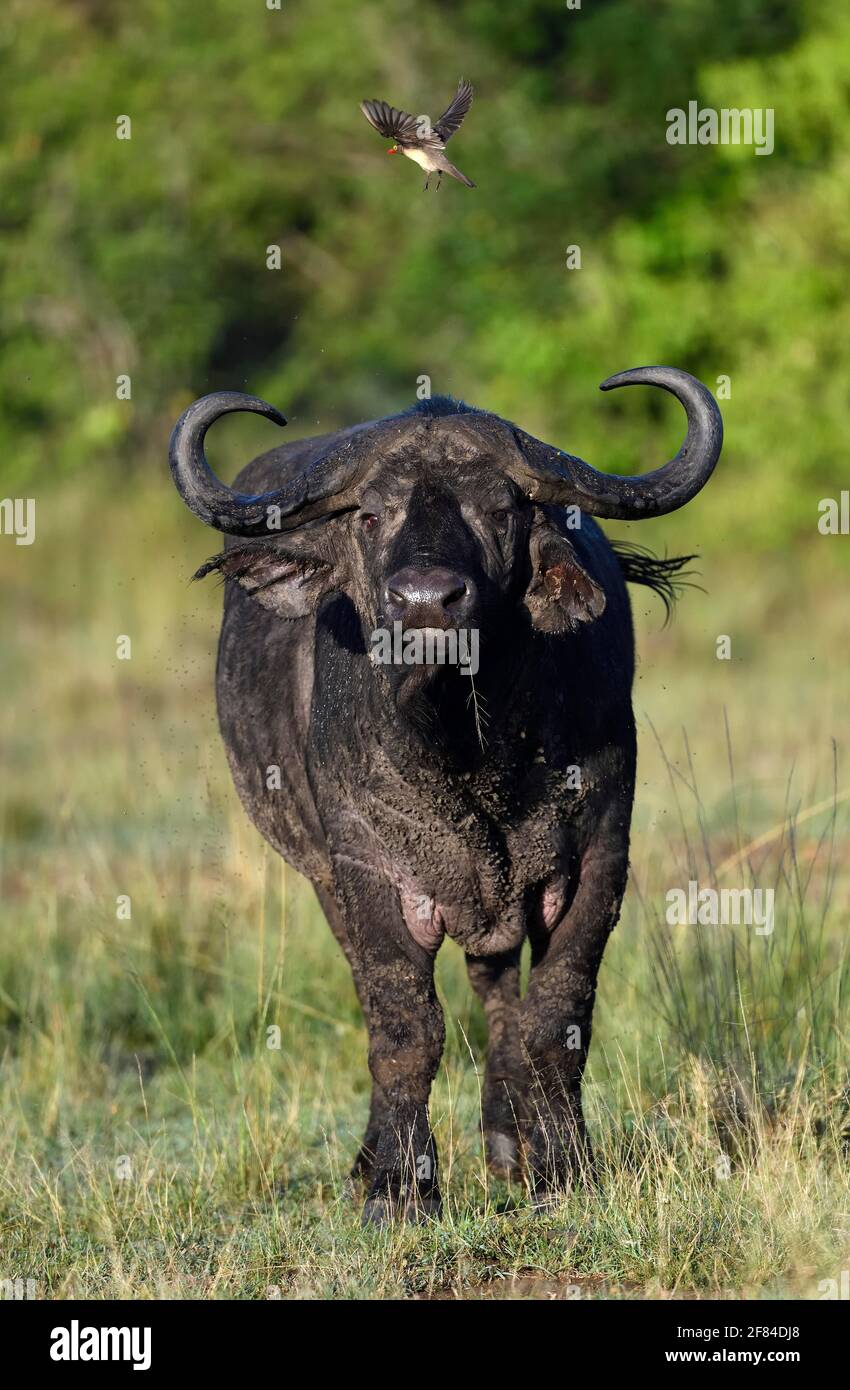 Buffle du Cap (Syncerus caffer) avec boeufs à bec rouge (Buphagus erythrorhynchus), Réserve de gibier de Maasai Mara, Kenya Banque D'Images