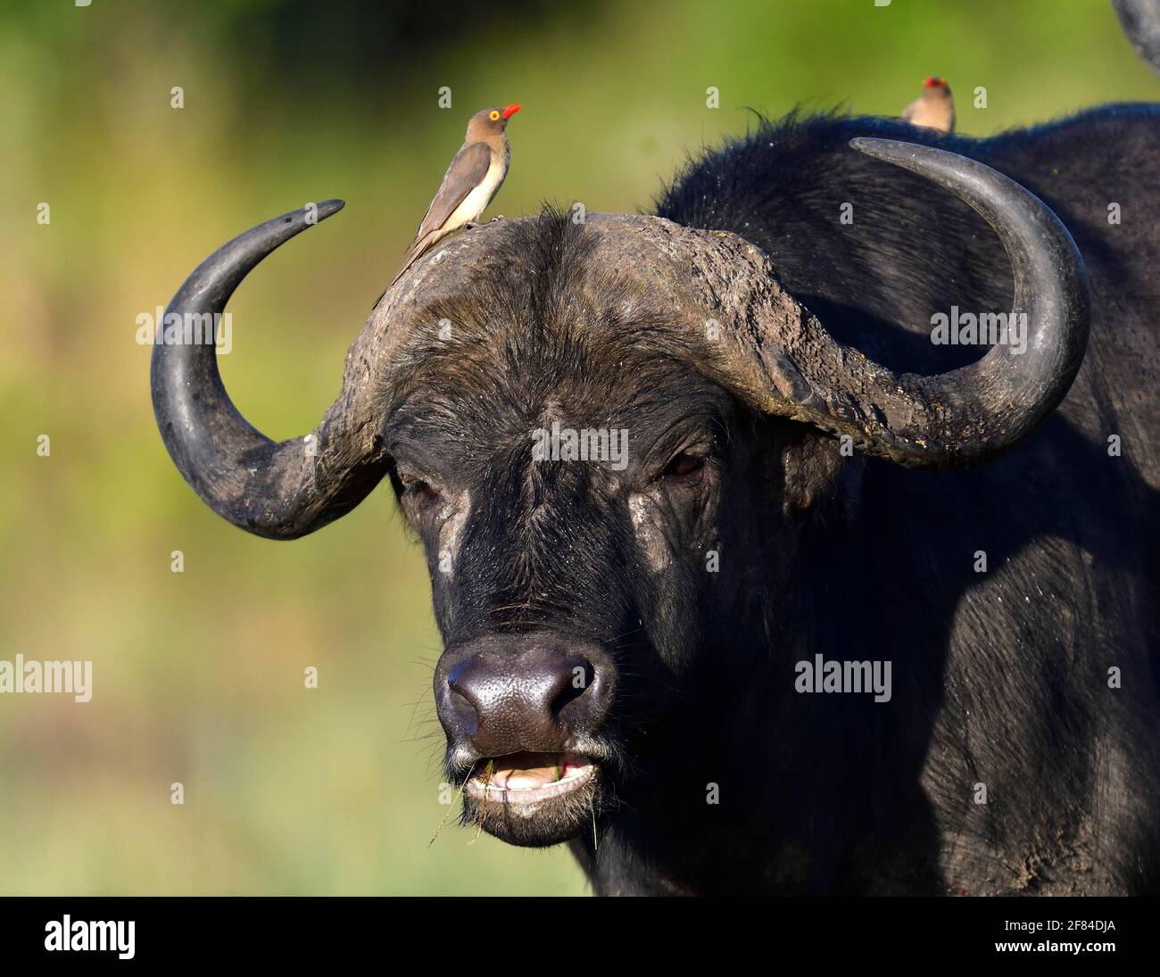 Buffle du Cap (Syncerus caffer) avec boeufs à bec rouge (Buphagus erythrorhynchus), Réserve de gibier de Maasai Mara, Kenya Banque D'Images