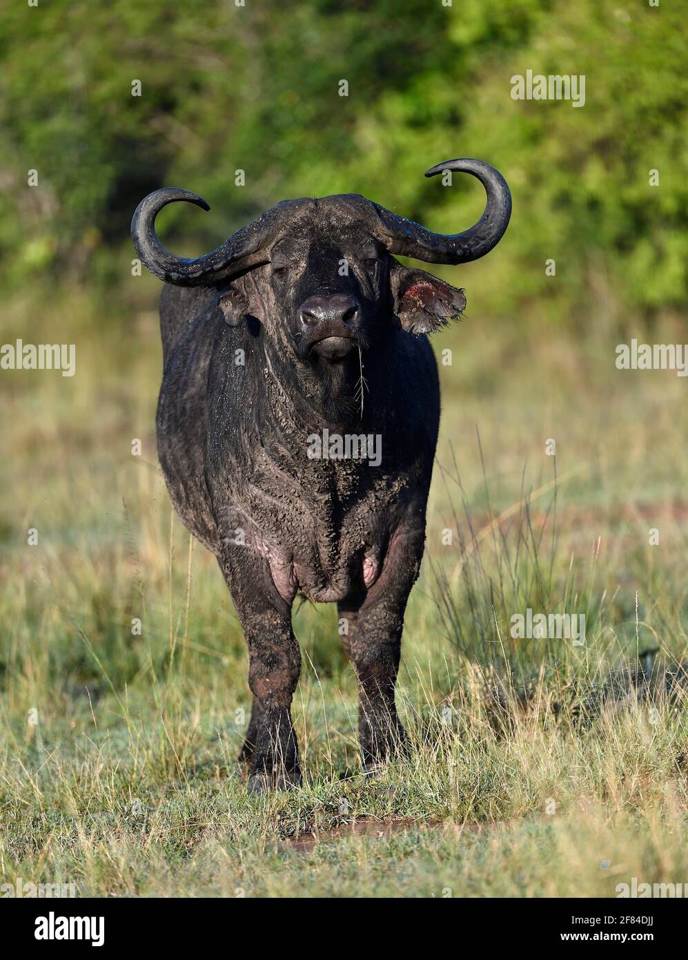 Cape Buffalo (Syncerus caffer), portrait, Réserve de gibier de Maasai Mara, Kenya Banque D'Images