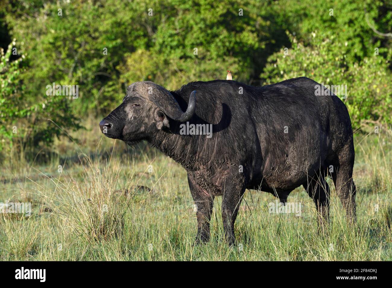 Cape Buffalo (Syncerus caffer), portrait, Réserve de gibier de Maasai Mara, Kenya Banque D'Images
