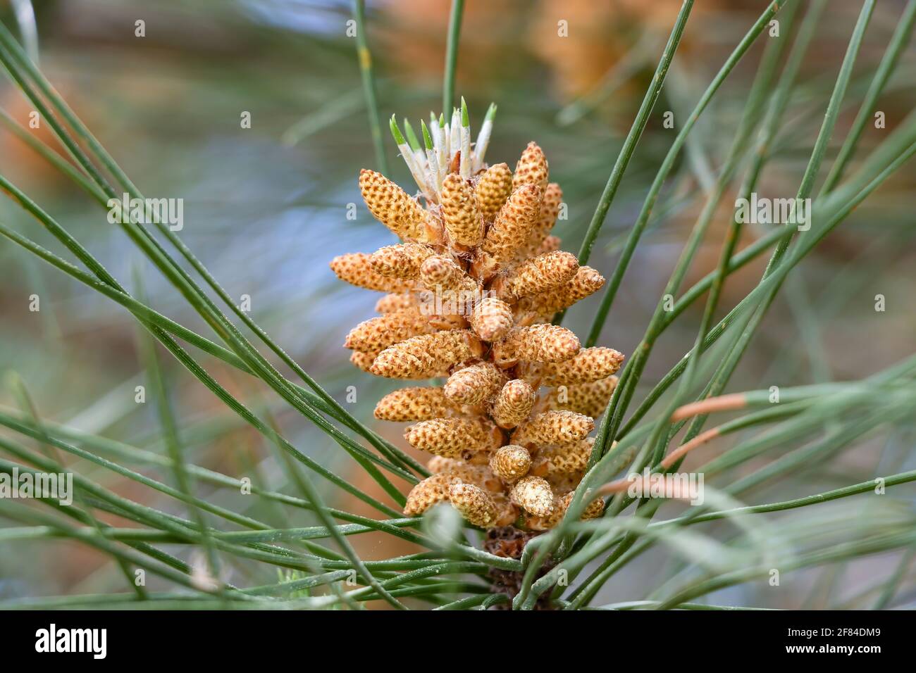 Fleur de pin de pierre. Dans ce pin, les fleurs mâles sont regroupées en petits cônes d'un peu plus d'un centimètre et de couleur jaunâtre. La flo femelle Banque D'Images