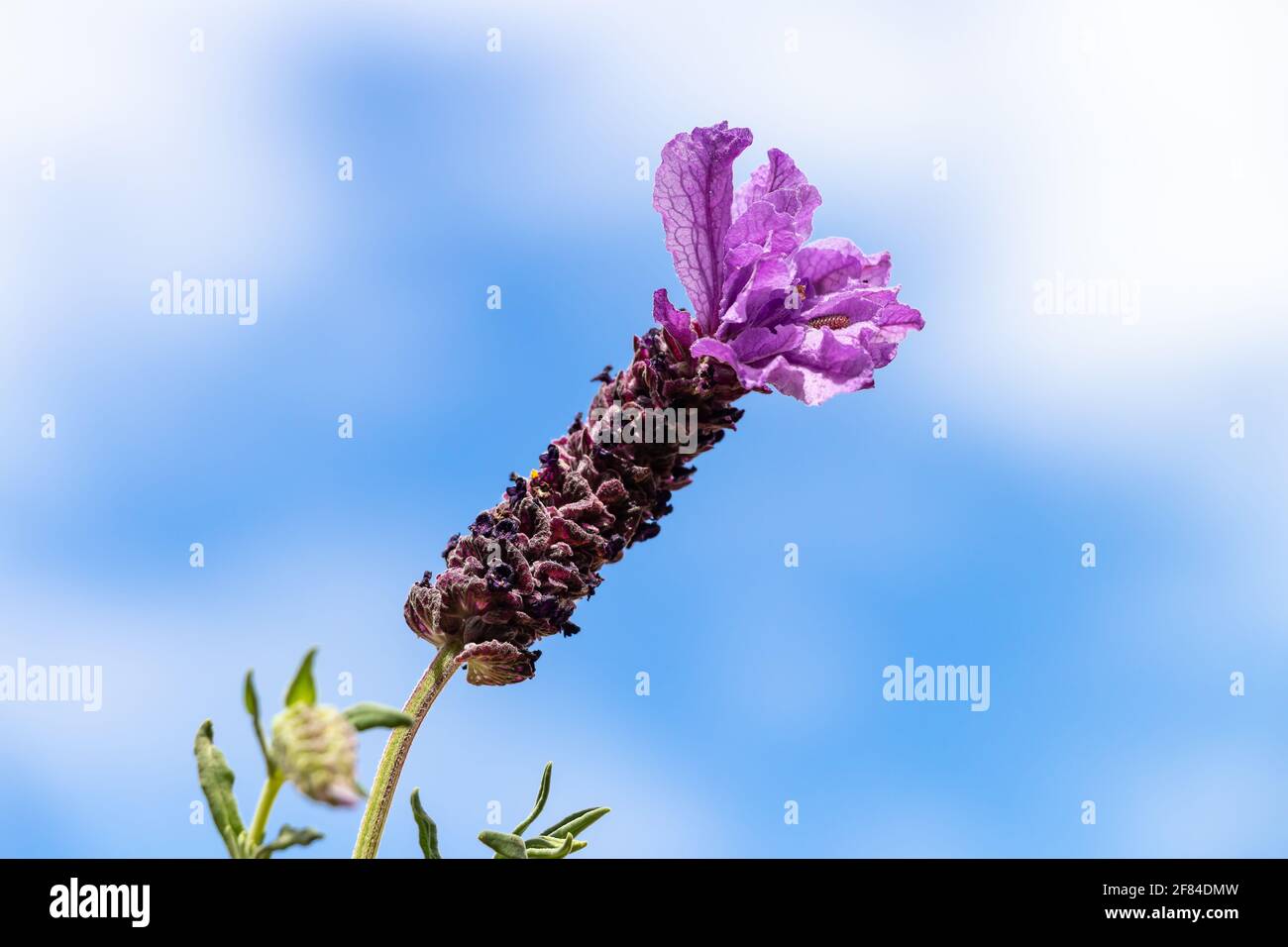 Lavandula stoechas, lavande espagnole ou lavande surmontée ou lavande française, plante à fleurs de la famille des Lamiaceae, originaire des pays méditerranéens,i Banque D'Images